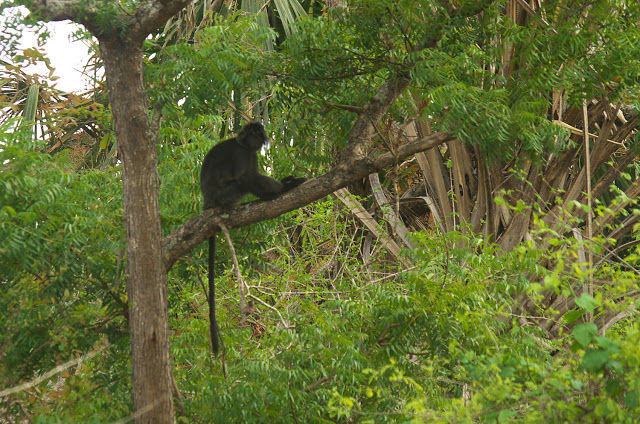 Lutung, salah satu primata yang tinggal di Taman Nasional Baluran Banyuwangi