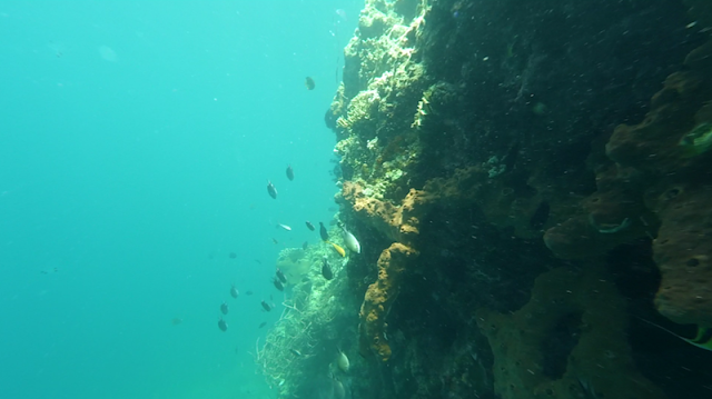 Ikan-ikan penghuni karang di Laut Menjangan